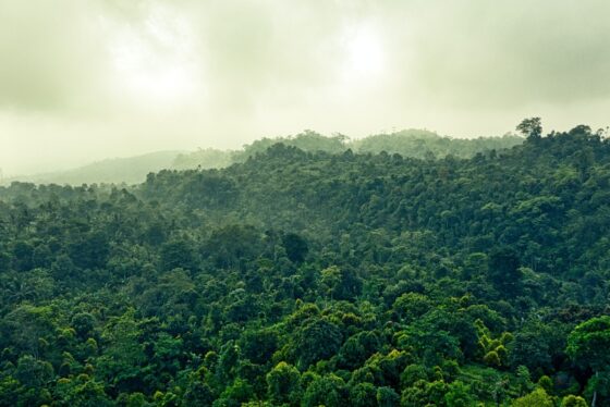 Brazíliában már blokklánccal harcolnak a deforesztáció ellen