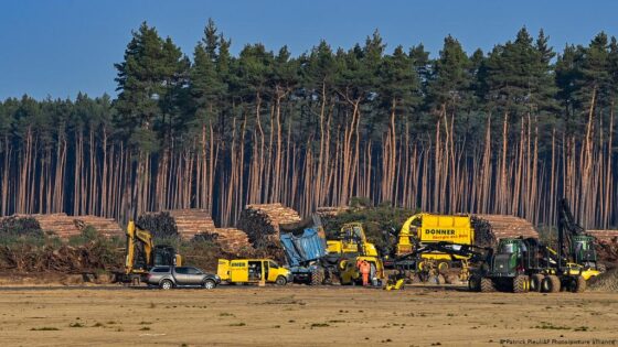 A német bíróság felszólította a TESLA-t, hogy ne vágjanak ki több fát