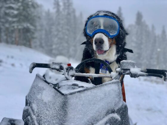 Az Avalanche első mémcoinja lehet, hogy csak egy nagy csalás volt