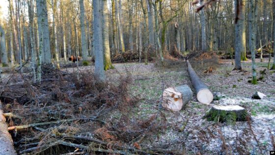 Lengyel miniszter: télen gyűjts fát, ha nem akarsz megfagyni